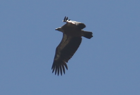 Griffon Vulture