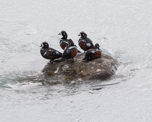 Harlequin Duck