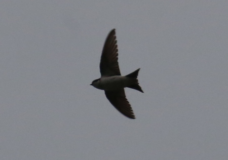 House Martin