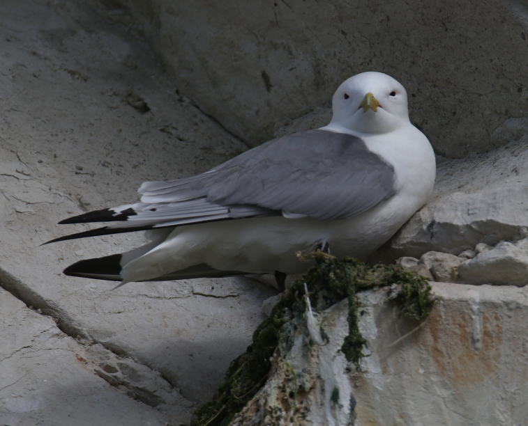 Kittiwake