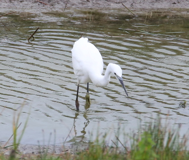 Little Egret