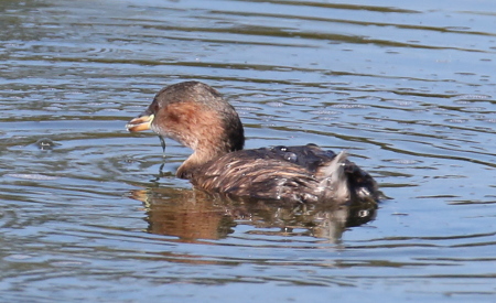 Little Grebe