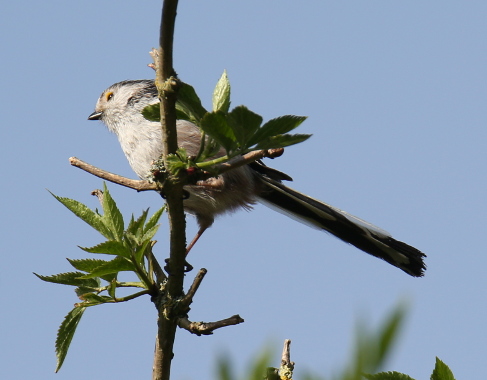 Long-tailed Tit