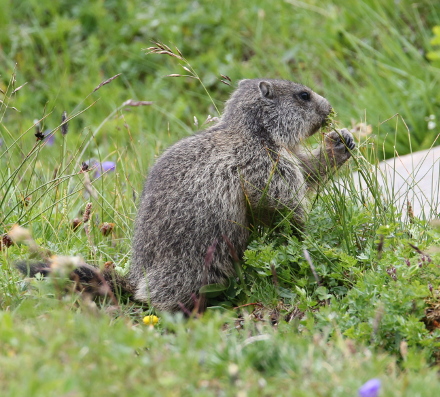 Marmot