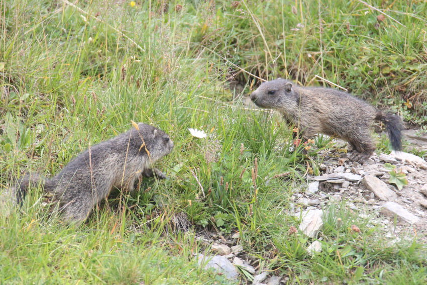 Marmot