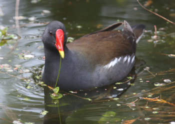 Moorhen