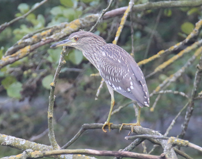 Night Heron (juvenile)