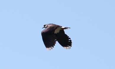 Northern Lapwing