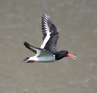 Oystercatcher