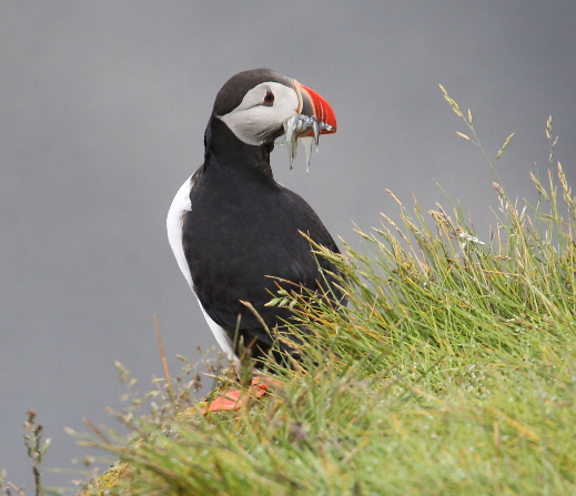 Puffin