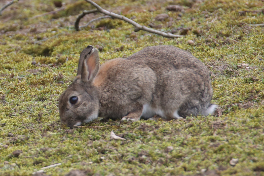 Rabbit