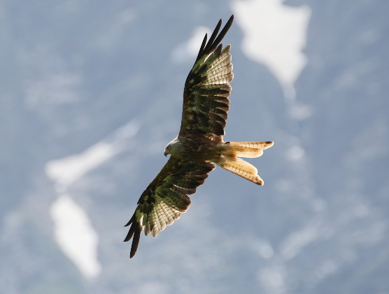 Red Kite