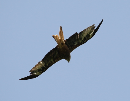 Red Kite