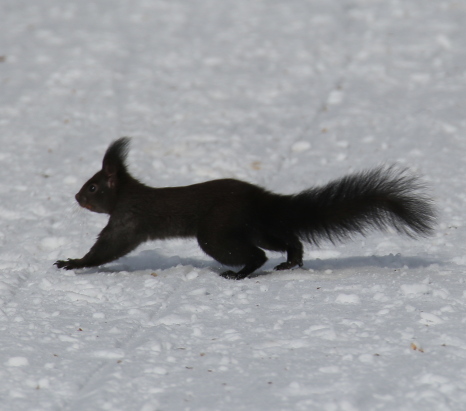 Eurasian Red Squirrel