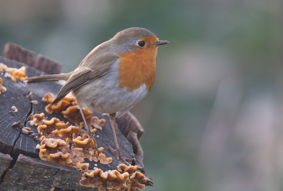 Robin