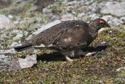 Rock Ptarmigan