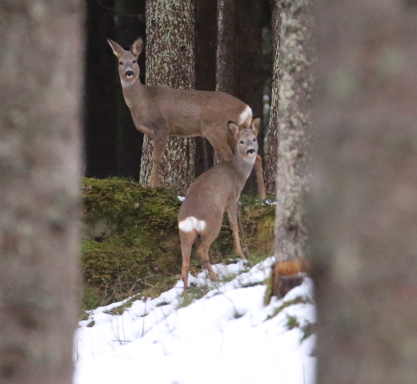 Roe Deer