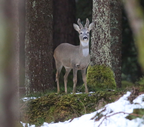 Roe Deer