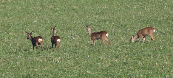 Roe Deer