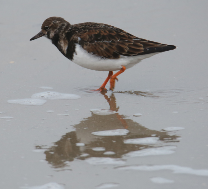 Ruddy Turnstone (Winter)