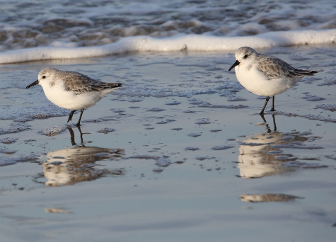 Sanderling