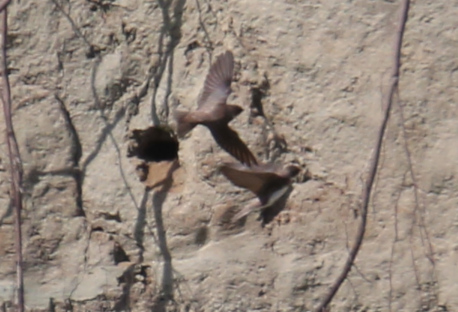 Sand Martin