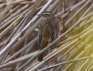 Sedge Warbler