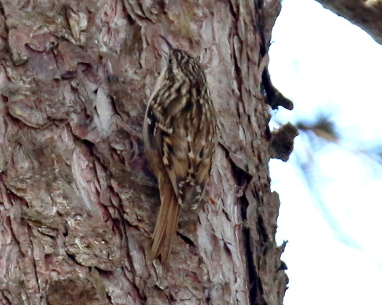 Short-toed Treecreeper