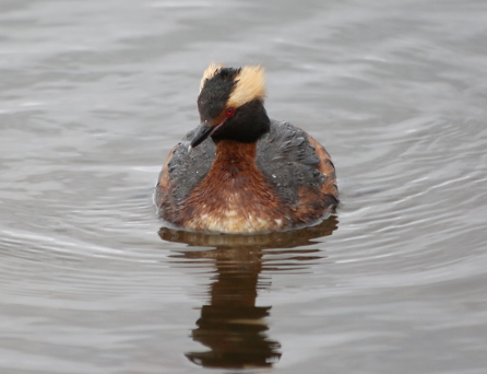 Slavonian Grebe