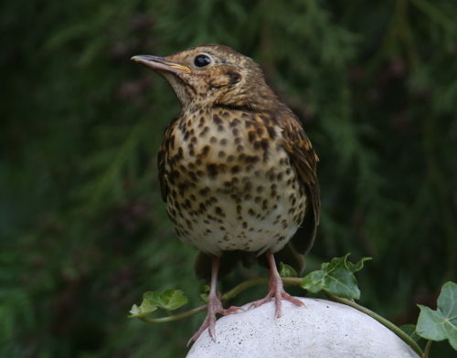 Song Thrush