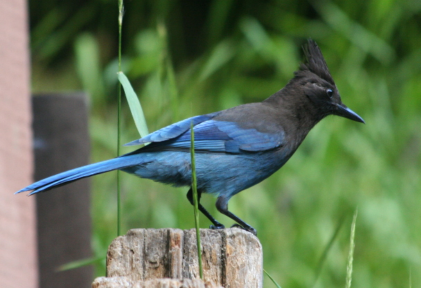 Steller's Jay