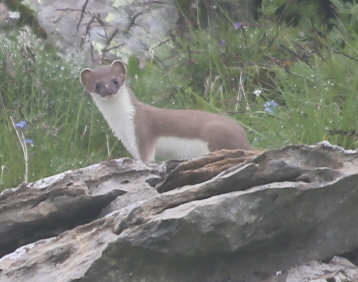 Stoat