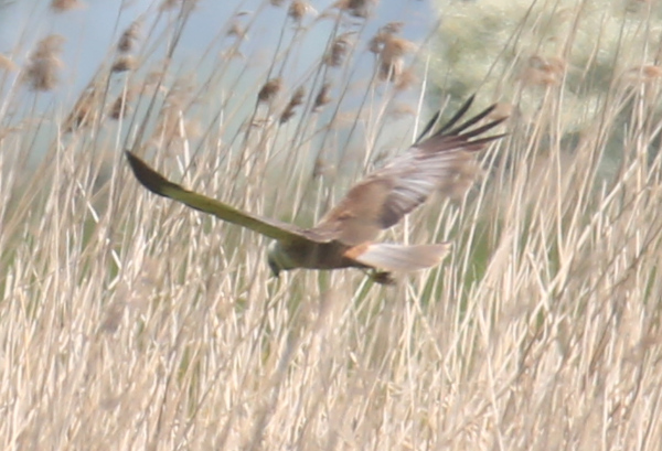 Western Marsh Harrier ♂