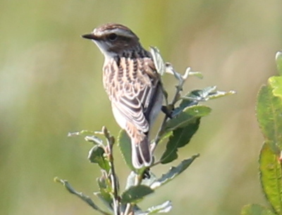 Whinchat