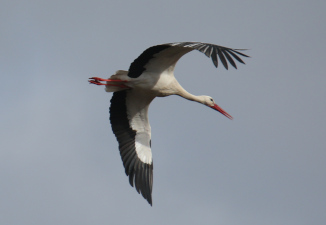 White Stork