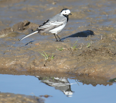 White Wagtail