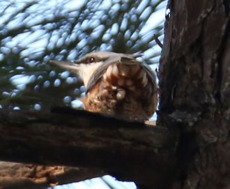 Wood Nuthatch