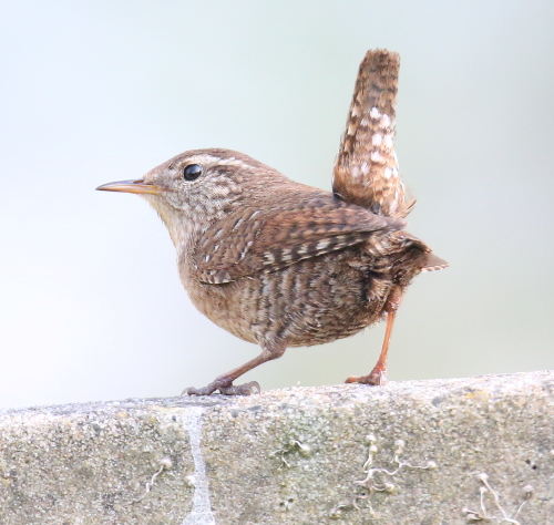 Wren