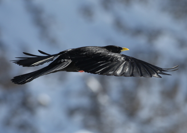 Yellow-billed (Alpine) Chough