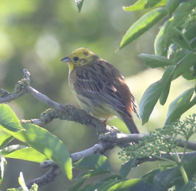 Yellowhammer